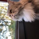 Photo de chat perdu à Toulouse