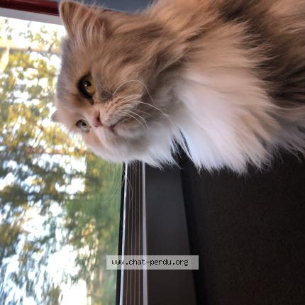 Photo 1/1 UFFIE Chat perdu à Toulouse