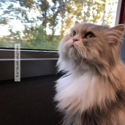 Photo 1/1 UFFIE Chat perdu à Toulouse