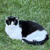 Photo de chat perdu à Charbonnieres Les Bains