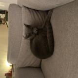 Photo de chat perdu à Gagny