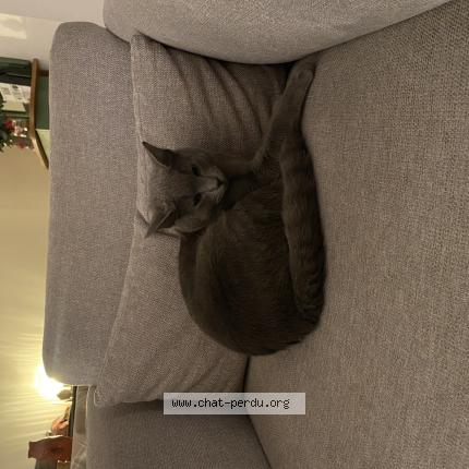 Photo 1/1 May Chat perdu à Gagny