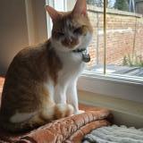 Photo de chat perdu à Etalon