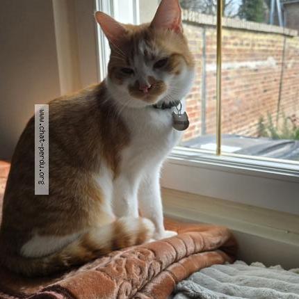 Photo 1/1 Rookie Chat perdu à Etalon