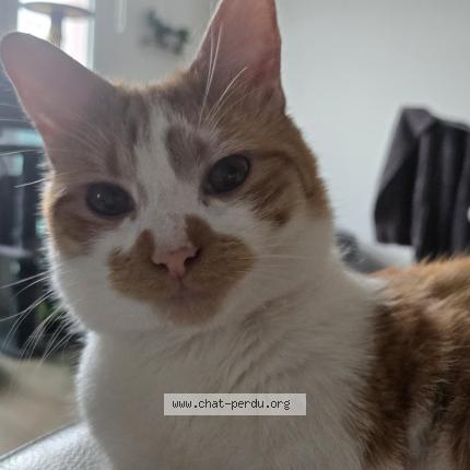 Photo 1/1 Rookie Chat perdu à Etalon
