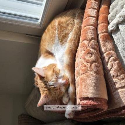 Photo 2/2 Rookie Chat perdu à Etalon