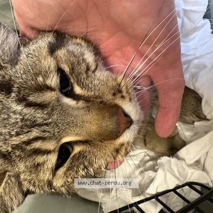 Photo 1/1 Chat trouvé Trouvé à Ris orangis