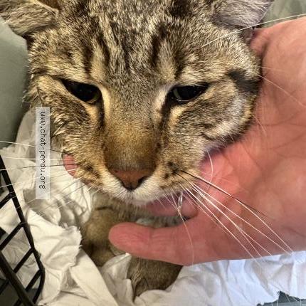 Photo 1/1 Chat trouvé Trouvé à Ris orangis 91130