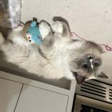 Photo de chat perdu à Witney