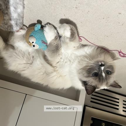 Photo 1/1 Atticus Chat perdu à Witney