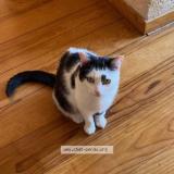 Photo de chat perdu à Bordeaux