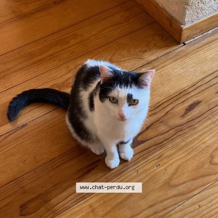 Photo 1/1 Balthazar Chat perdu à Bordeaux