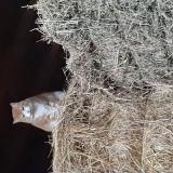 Photo de chat trouvé à Goyrans