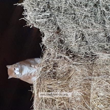 Photo 1/1 Chat trouvé Trouvé à Goyrans