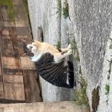 Photo de chat trouvé à Commugny