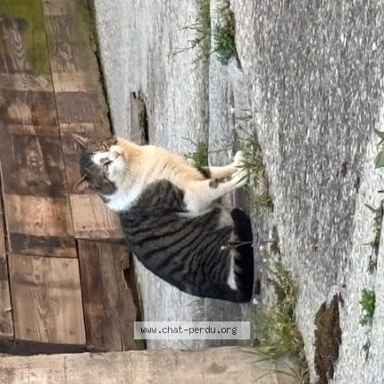 Photo 1/1 Chat trouvé Trouvé à Commugny