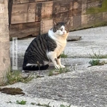 Photo 1/1 Chat trouvé Trouvé à Commugny