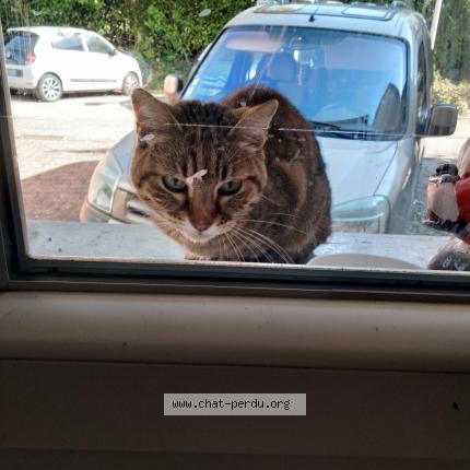 Photo 1/1 Chat trouvé Trouvé à Saint egreve