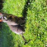 Photo de chat trouvé à Itteville