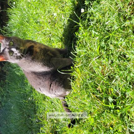 Photo 1/1 Chat trouvé Trouvé à Itteville