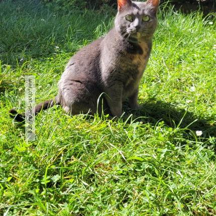 Photo 1/1 Chat trouvé Trouvé à Itteville