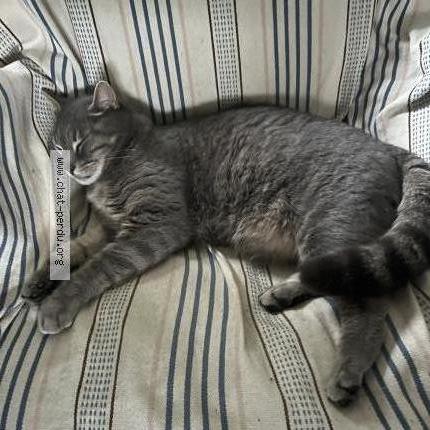 Photo 1/2 RAIMBAULT Chat perdu à St antoine du rocher