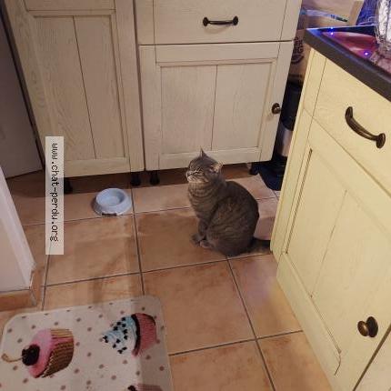 Photo 2/2 RAIMBAULT Chat perdu à St antoine du rocher