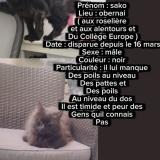 Photo de chat perdu à Obernai