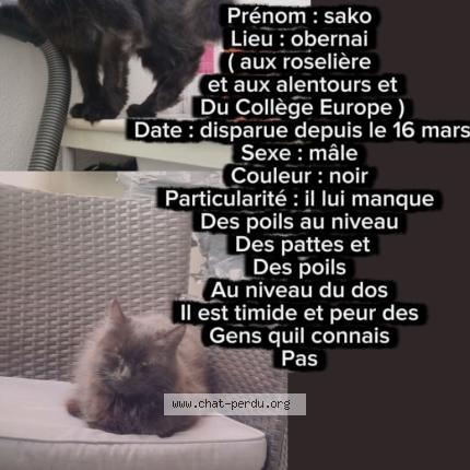 Photo 1/1 Sako Chat perdu à Obernai
