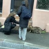 Photo de chat trouvé à Belfort