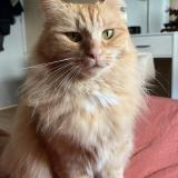 Photo de chat perdu à Landouge