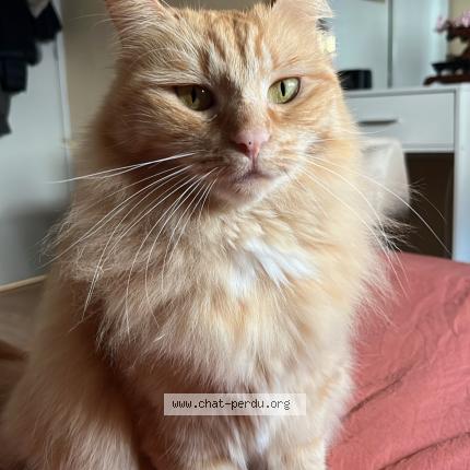 Photo 1/1 Pichpiche Chat perdu à Landouge