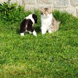 Photo de chat perdu à Le Mesnil Gilbert