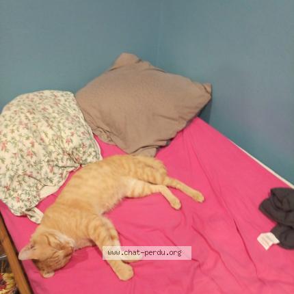 Photo 1/1 cookie Chat perdu à Saint nicolas en foret hayange