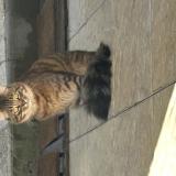 Photo de chat trouvé à Deuil La Barre