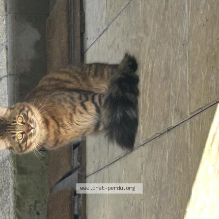 Photo 1/1 Chat trouvé Trouvé à Deuil la barre