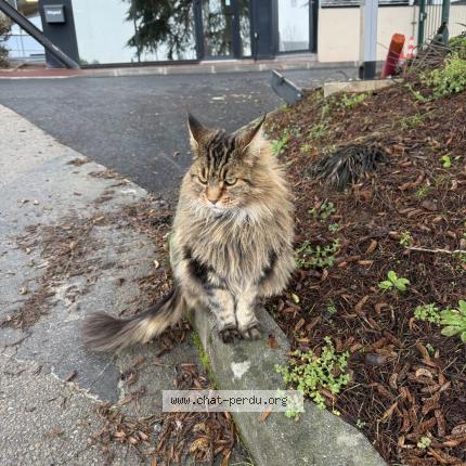Photo 1/1 Nina Chat perdu à Limoges