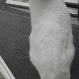 Photo de chat perdu à Guilers