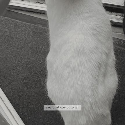 Photo 1/1 Plume Chat perdu à Guilers