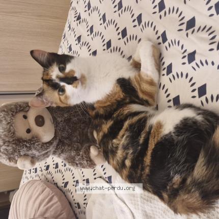 Photo 1/1 Kinshasa Chat perdu à Nice