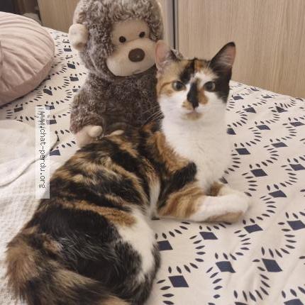 Photo 1/1 Kinshasa Chat perdu à Nice