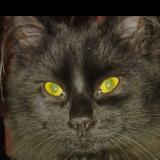 Photo de chat perdu à Vert Saint Denis