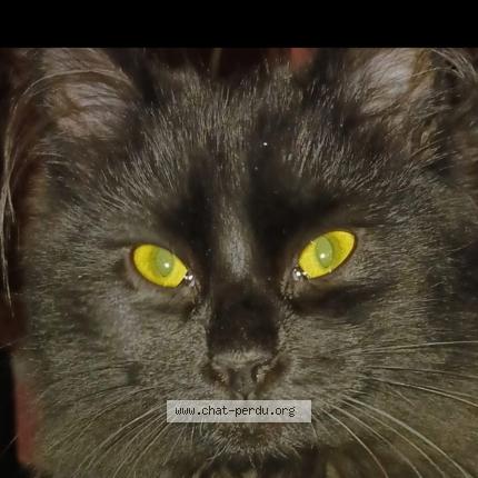 Photo 1/1 Oscar Chat perdu à Vert saint denis