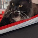 Photo de chat perdu à Tourcoing