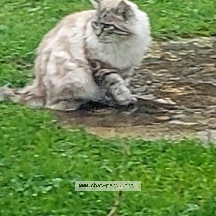 Photo 1/1 Jeny Chat perdu à Villeneuve lot