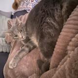 Photo de chat perdu à Brandivy