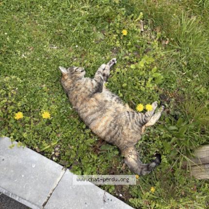 Photo 1/1 Chat trouvé Trouvé à Liege