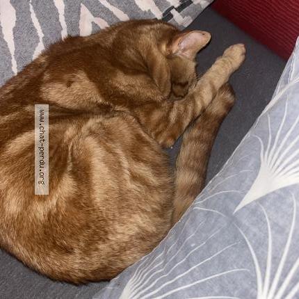 Photo 1/1 Chat trouvé Trouvé à Balla court sur essonne