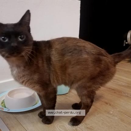 Photo 1/1 Chat trouvé Trouvé à Bagneux