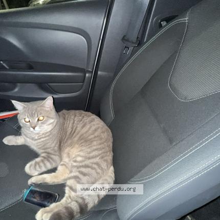 Photo 1/1 Julio Chat perdu à Nice